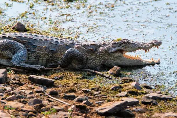 Reptiles