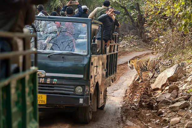 Canter Safari