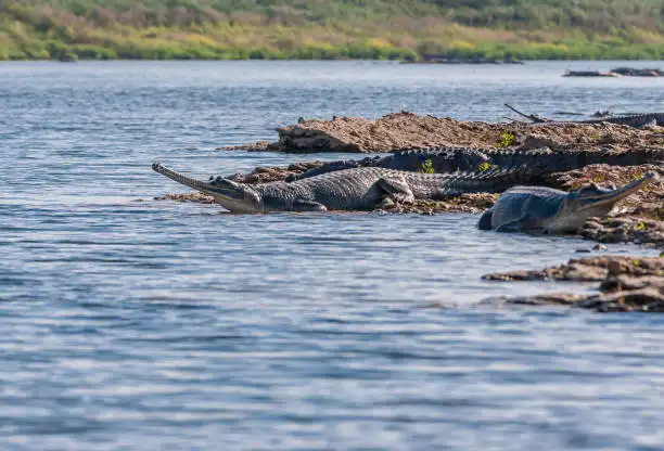 Gharials Basking at Chambal River