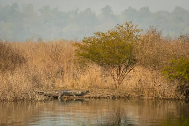 Motorboat Safari on Chambal Waters