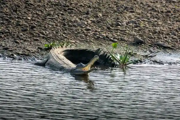 Chambal Safari with Pickup & Drop