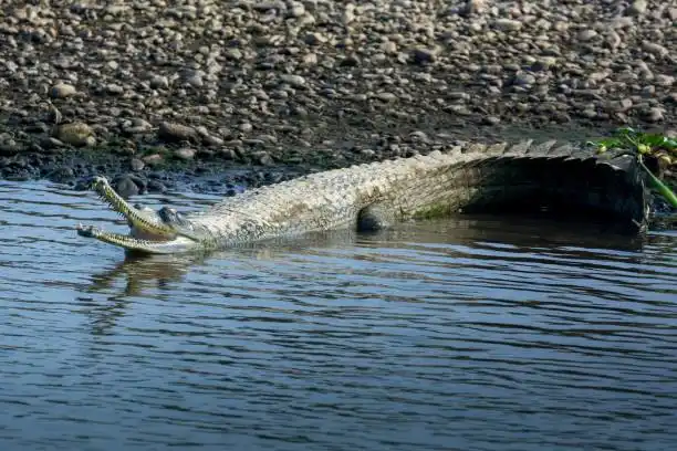 Chambal Safari with Lunch