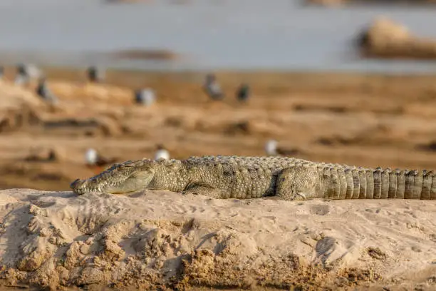 Chambal Safari (All Inclusive)