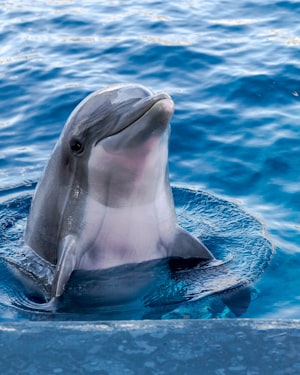 Endangered Gangetic Dolphin at Chambal