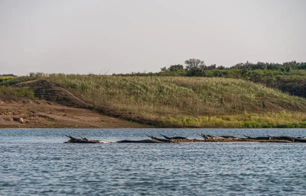 Chambal Safari River and Wildlife