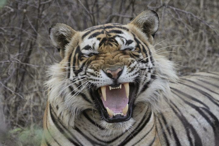 Tiger Portrait