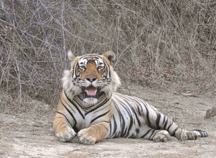 Tiger Stalking Through Dhok Foliage