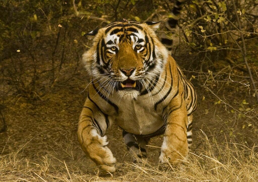 Intense Gaze of the Jungle Monarch