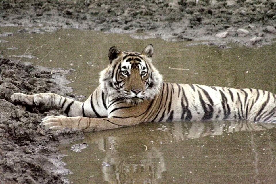 Tiger Crossing Path