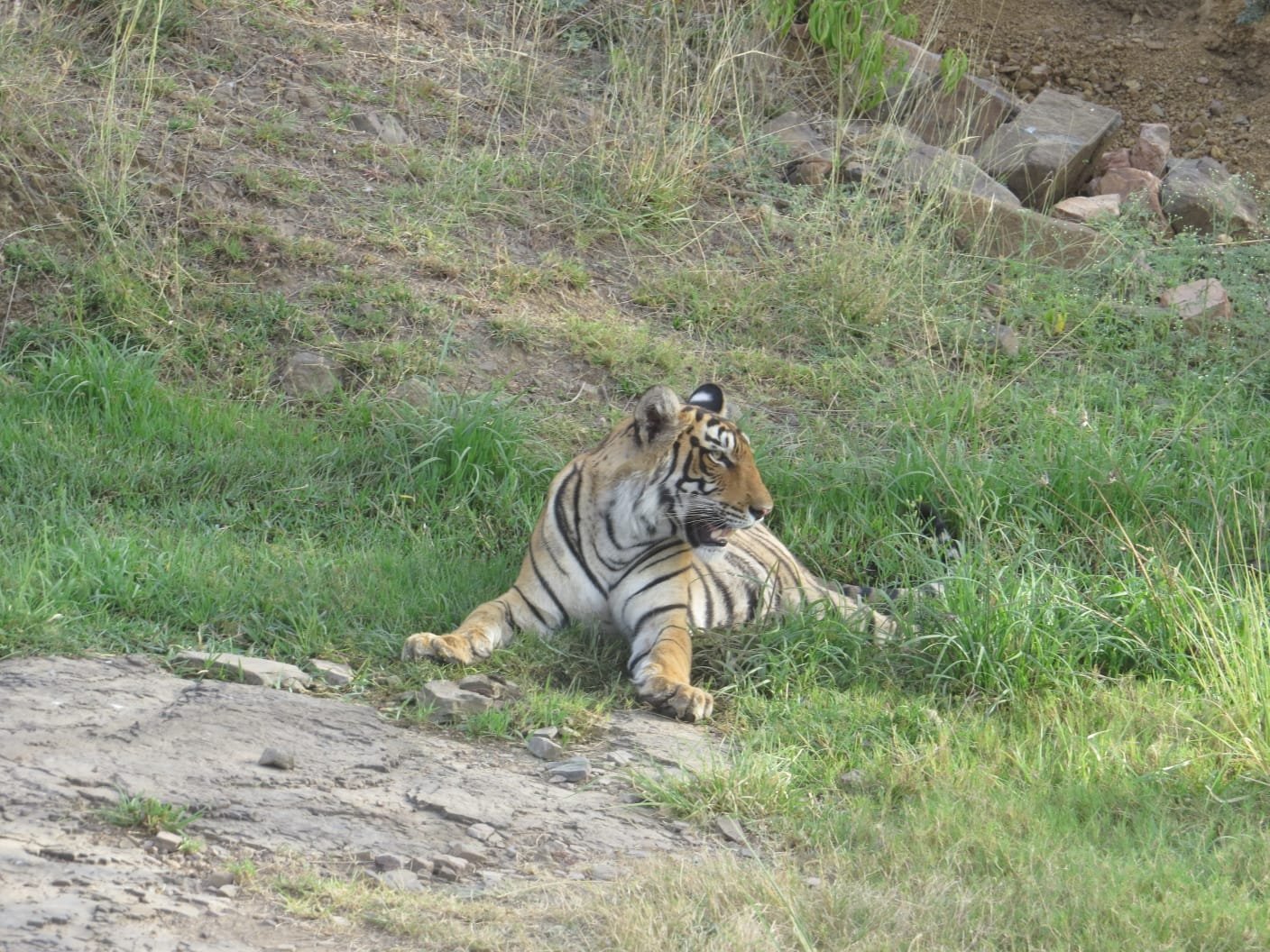Tiger Face