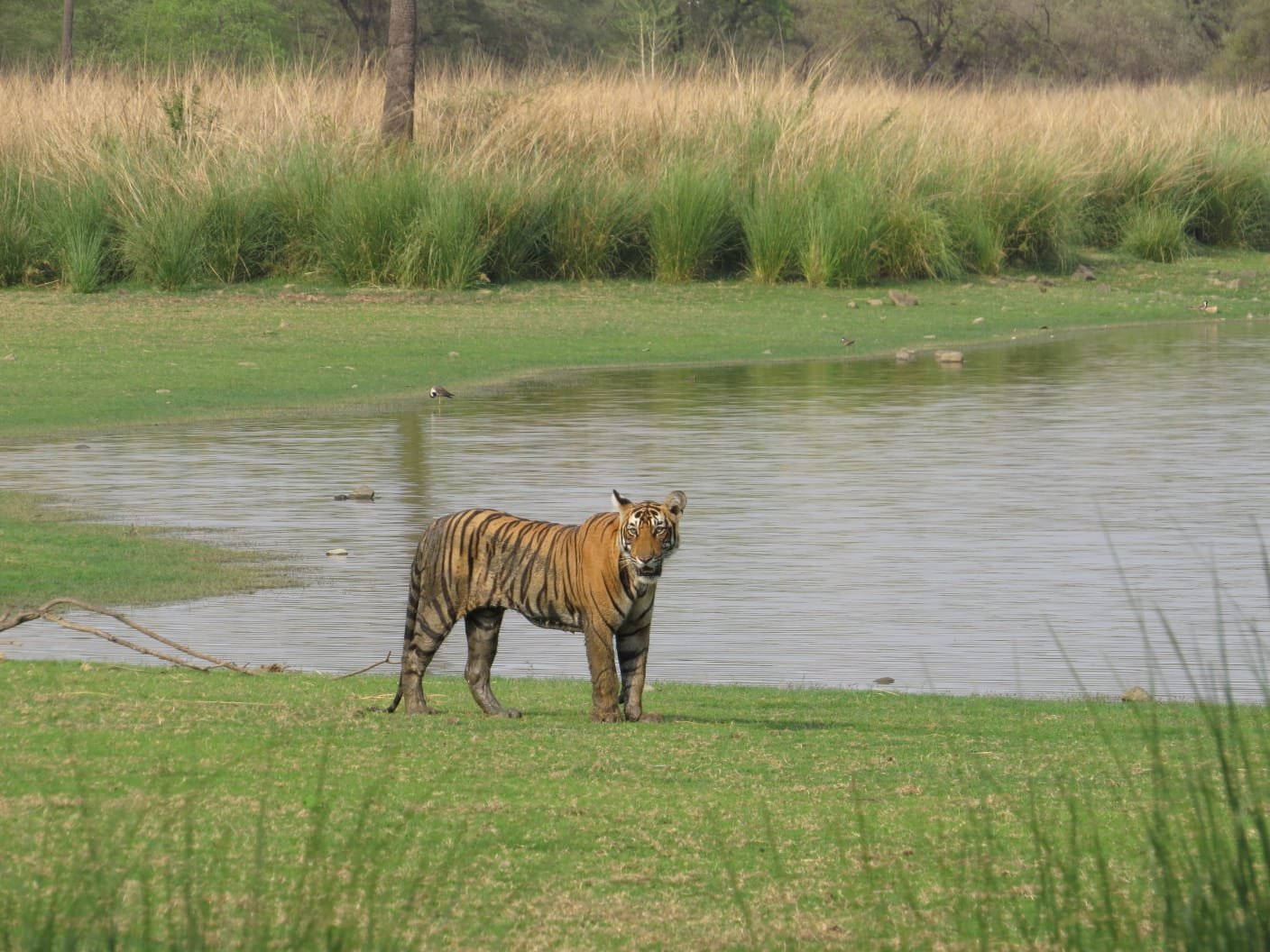 Tiger Resting in Cool Water Pool