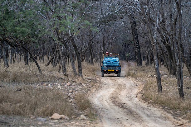 tiger safari jeep