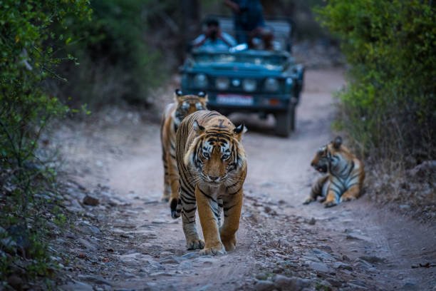 ranthambore jungle safari sighting
