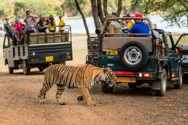 Jeep Safari Ranthambore — Ranthambore National Park