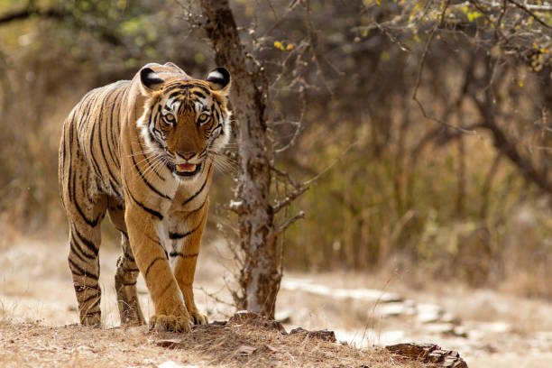 3 Days Ranthambore Wildlife & Safari Tour